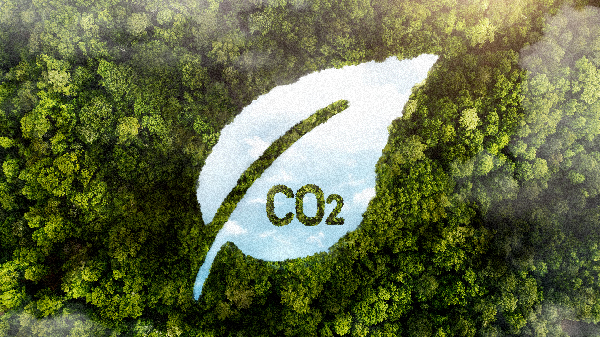Hout en pellets zijn co2 neutraal